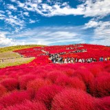 hitachi seaside park