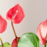 anthurium