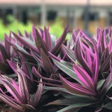 Planta da Miséria