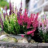 cultivar urze