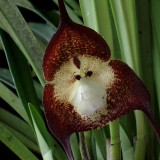Orquídea Macaco