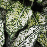 Dieffenbachia Tropic Snow
