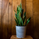 Espada de São Jorge