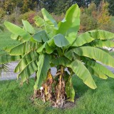 Bananeira Ornamental
