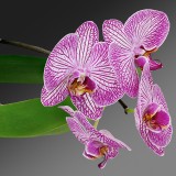 Orquídea