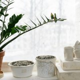 Zamiocula Zamiifolia