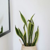 Espada de São Jorge