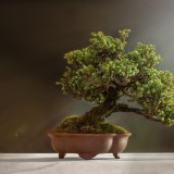 Bonsai