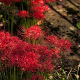Lírio aranha vermelho