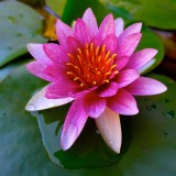 Flor de lótus