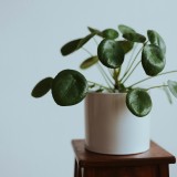 Pilea Peperomioides
