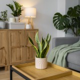 Plantas