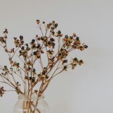 Flores secas