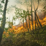 fogos florestais