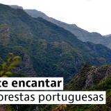 floresta laurissilva