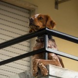 Cão é expulso de apartamento