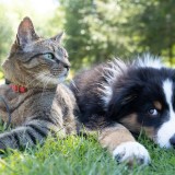 cão e gato