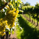 Vinho verde in Portugal