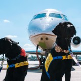 cães de companhia em frente de um avião