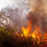 Apoio a limpeza florestal