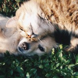cão e gato