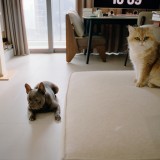 Animais de estimação em casa