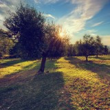 Compra de ativos agrícolas