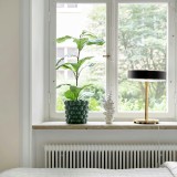 Plantas