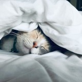 gato a dormir