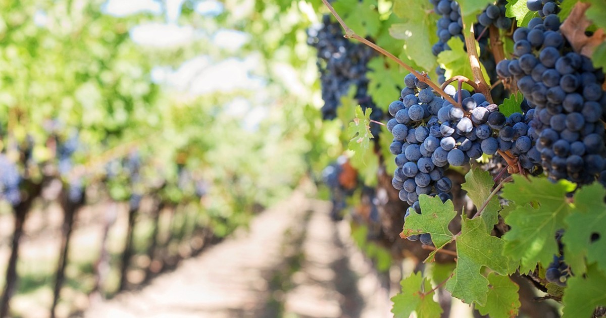 Portuguese wine tourism discover the best wine routes — idealista/news