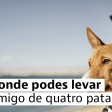 Beach for animals