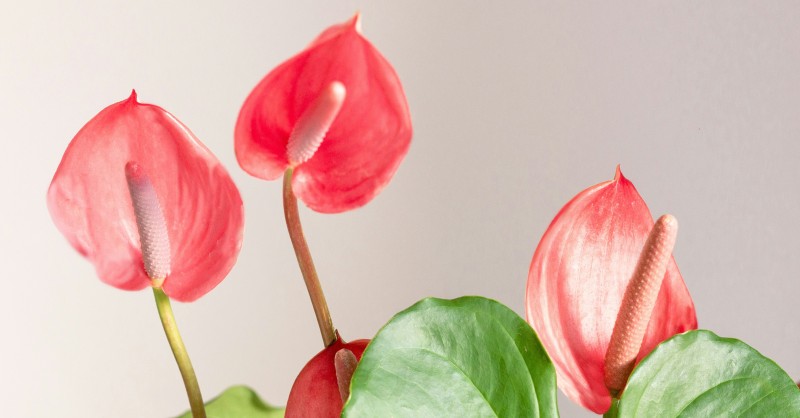 Plantas de casa: como cuidar do Antrio  idealista/news